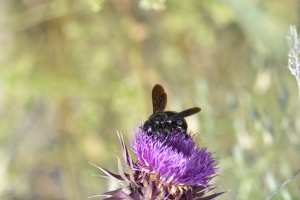 Schwarze Holzbiene